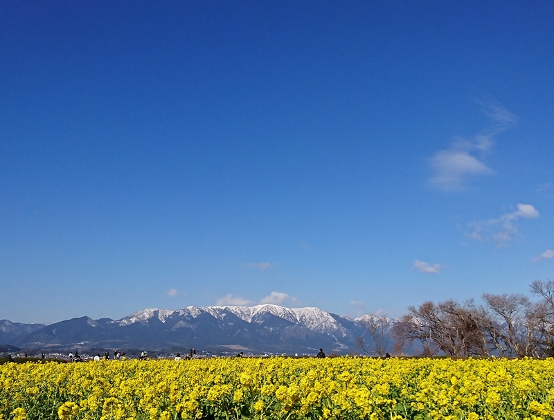 第１なぎさ公園の菜の花畑 しがのフォトコン 19 しがのフォトコン