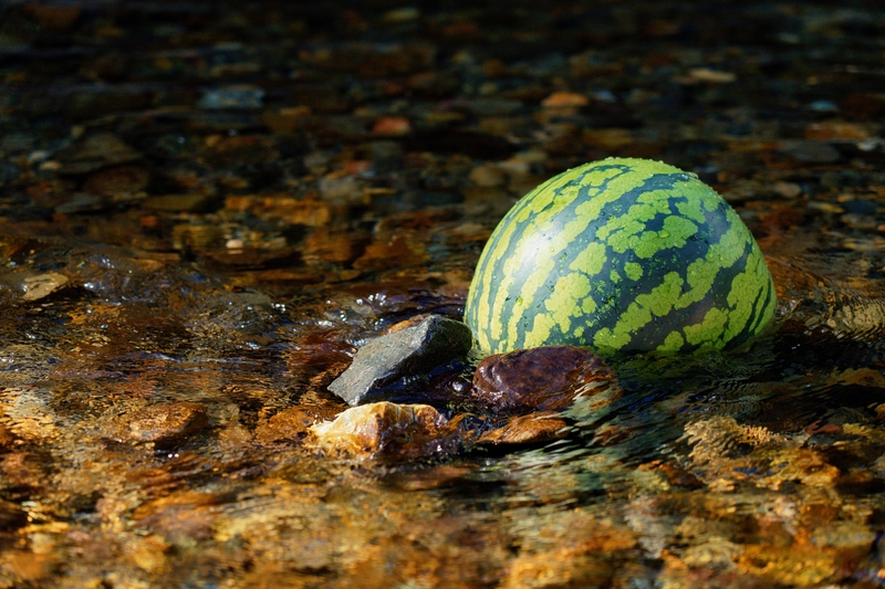 琵琶湖の水でスイカを冷やす しがのフォトコン 19 しがのフォトコン