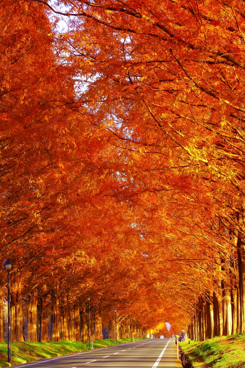 紅葉するメタセコイア並木 しがのフォトコン 19 しがのフォトコン