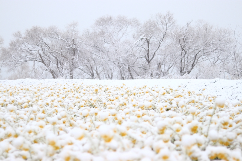 雪に染まる菜の花 しがのフォトコン 19 しがのフォトコン