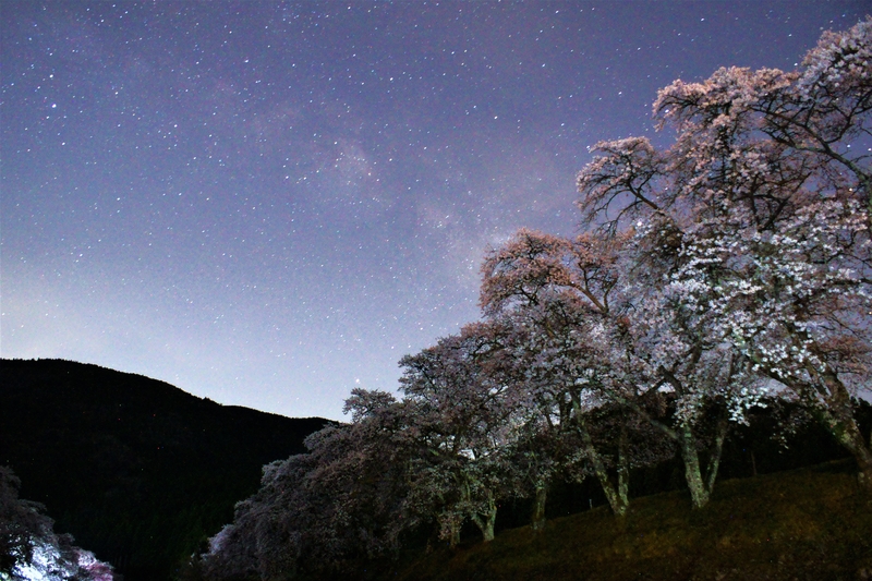 千本桜と天の川 しがのフォトコン 19 しがのフォトコン