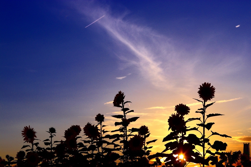 夕暮れのひまわり畑 しがのフォトコン 19 しがのフォトコン