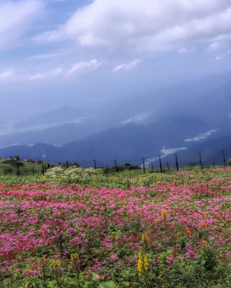 天空の花畑 しがのフォトコン しがのフォトコン