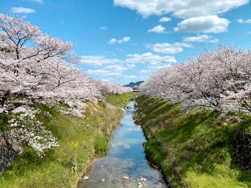 葉山川の桜並木 しがのフォトコン しがのフォトコン
