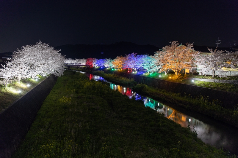 虹色の桜】 | 【しがのフォトコン!!2020】 | しがのフォトコン!!