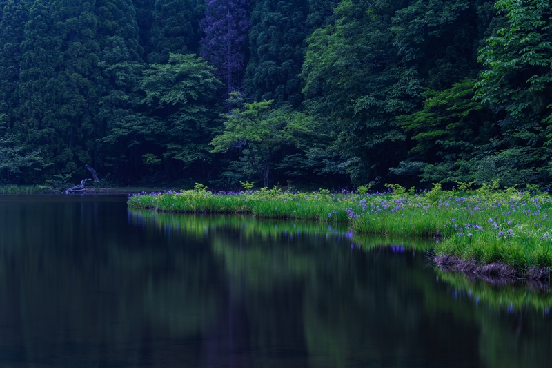 早朝のカキツバタ 平池にて しがのフォトコン しがのフォトコン