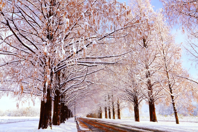 雪並木 しがのフォトコン しがのフォトコン