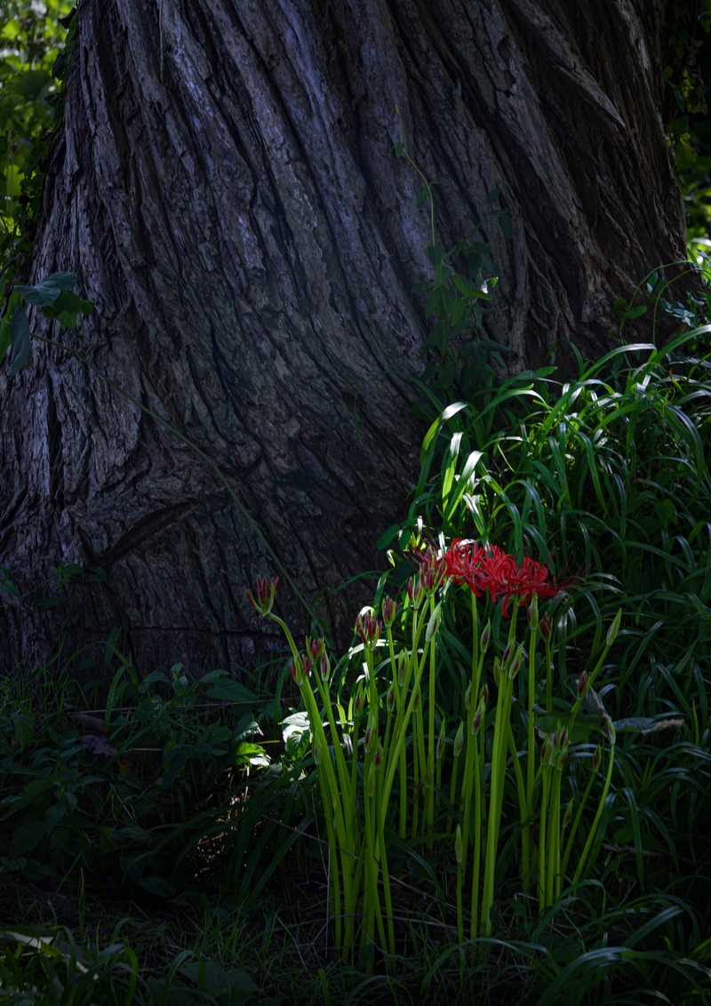 大樹の陰に咲く彼岸花 しがのフォトコン 19 しがのフォトコン