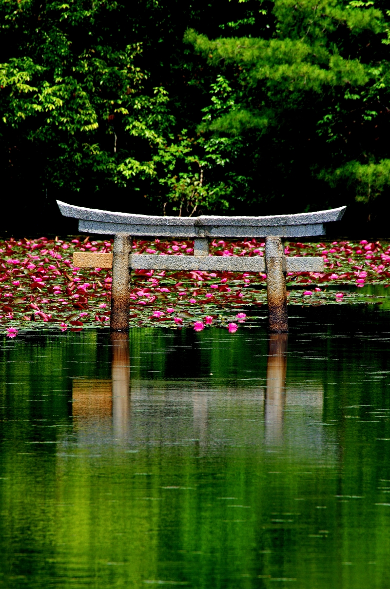 神秘的な鳥居 しがのフォトコン 19 しがのフォトコン