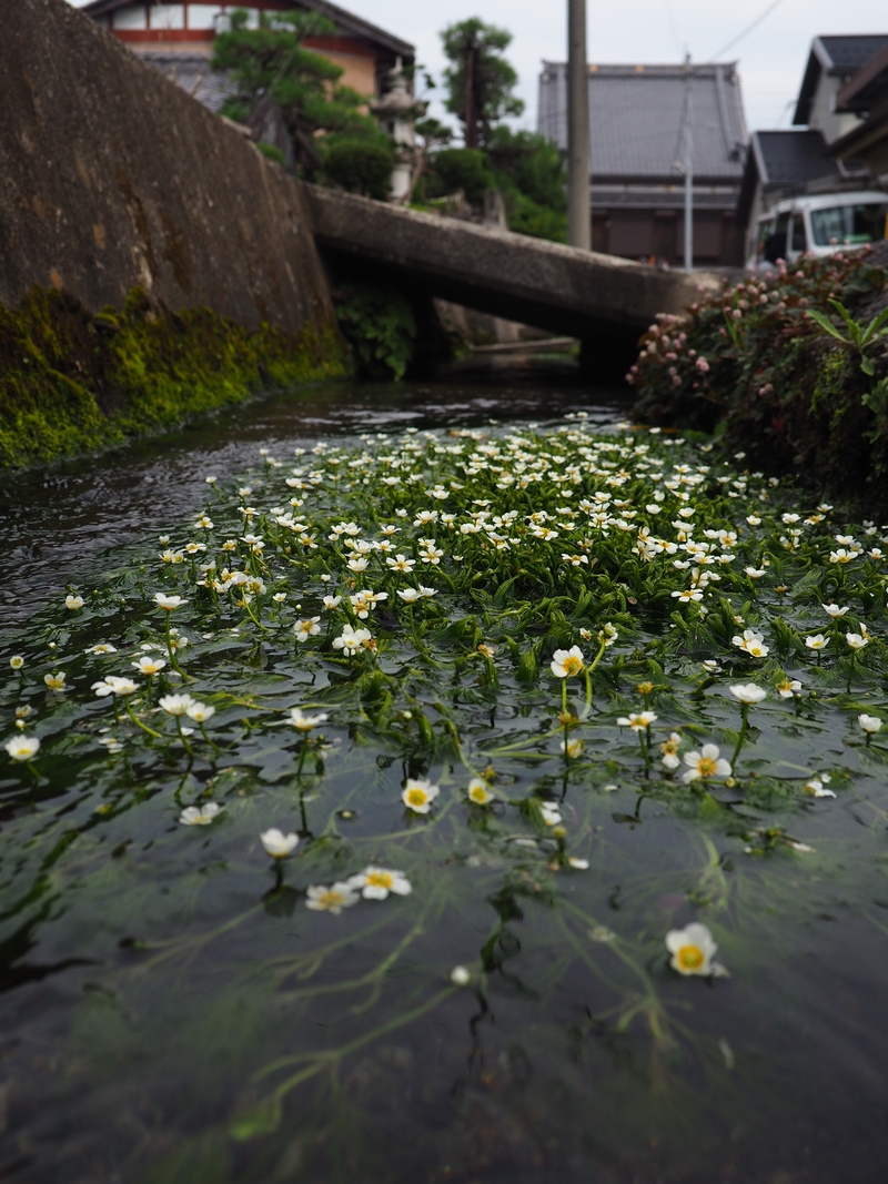 能登川の梅花藻 しがのフォトコン 21 しがのフォトコン