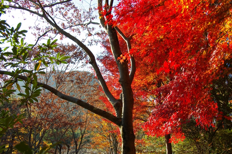 近江富士花緑公園の紅葉 しがのフォトコン 19 しがのフォトコン