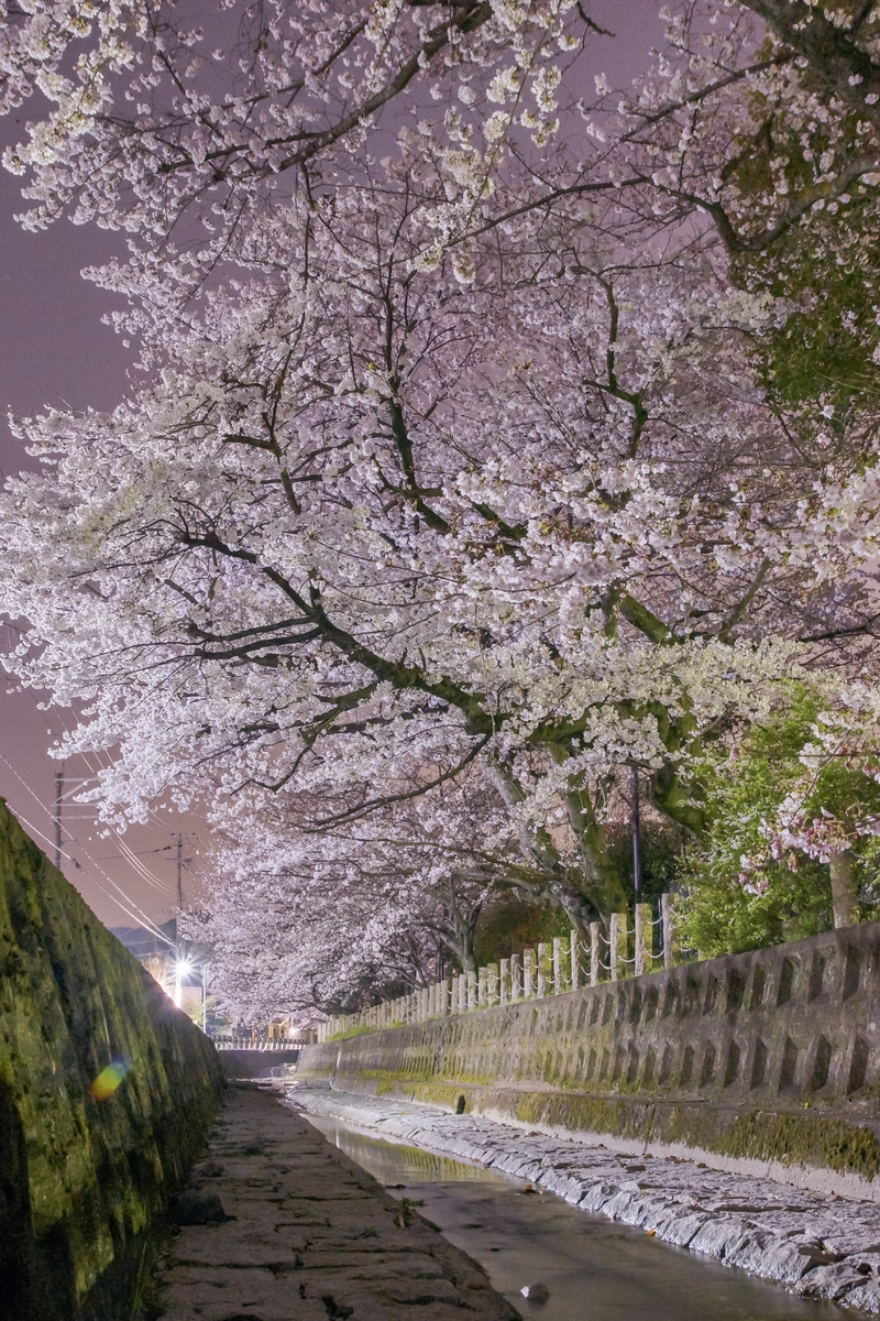 相模川桜並木 しがのフォトコン 19 しがのフォトコン