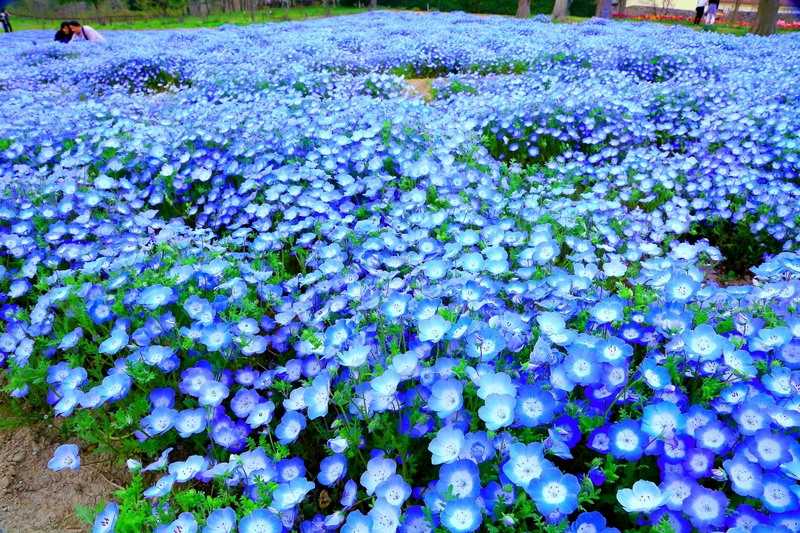 ネモフィラの花畑 しがのフォトコン 19 しがのフォトコン