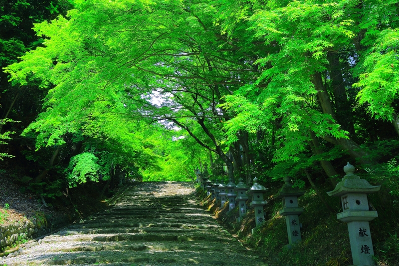 青もみじ映える参道 しがのフォトコン 19 しがのフォトコン