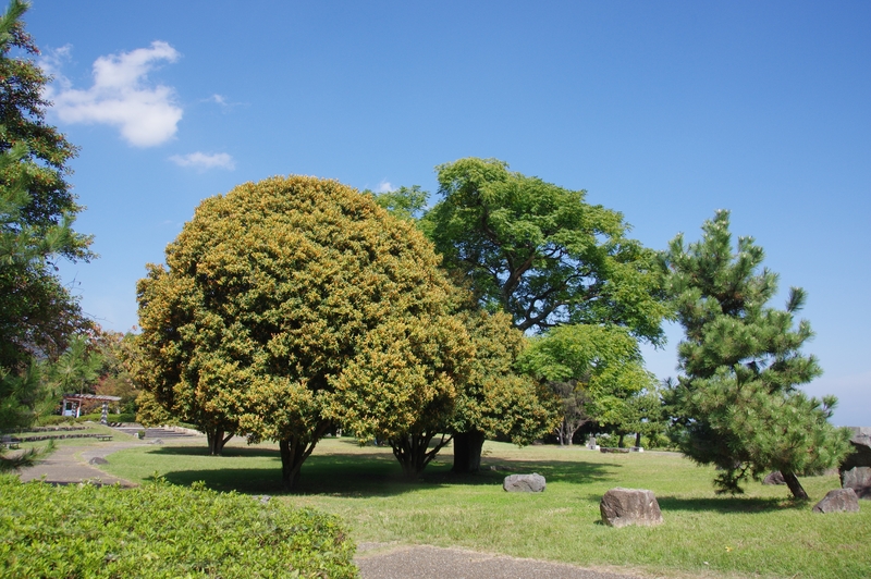 唐崎公園の金木犀】 | 【しがのフォトコン!!2023】 | しがのフォトコン!!