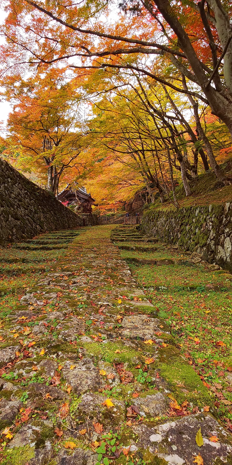 湖東三山の紅葉 しがのフォトコン 19 しがのフォトコン