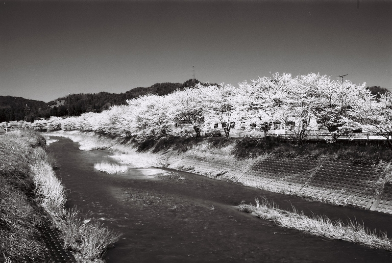 撮り切れない桜並木】 | 【しがのフォトコン!!2024】 | しがのフォトコン!!